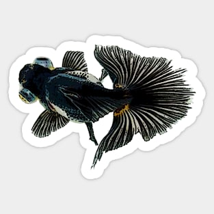 bug-eyed goldfish Sticker